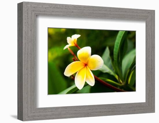 Rain Kissed-Mary Lou Johnson-Framed Photo