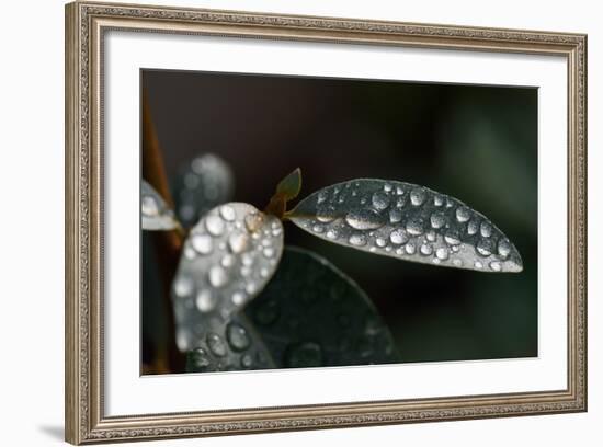 Rain Water Drops Sitting on the Grey Green Leaves of Eleagnus Angustifolia "Quicksilver"-Nigel Cattlin-Framed Photographic Print