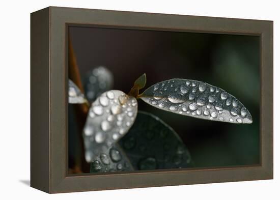 Rain Water Drops Sitting on the Grey Green Leaves of Eleagnus Angustifolia "Quicksilver"-Nigel Cattlin-Framed Premier Image Canvas