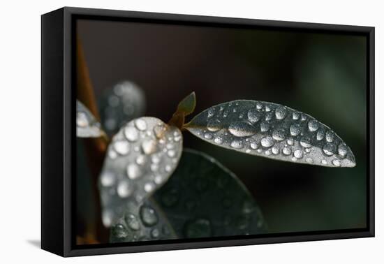 Rain Water Drops Sitting on the Grey Green Leaves of Eleagnus Angustifolia "Quicksilver"-Nigel Cattlin-Framed Premier Image Canvas