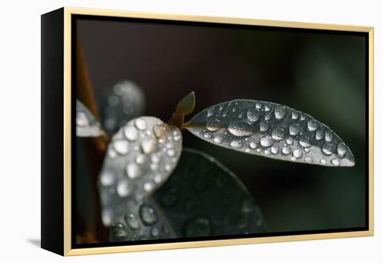 Rain Water Drops Sitting on the Grey Green Leaves of Eleagnus Angustifolia "Quicksilver"-Nigel Cattlin-Framed Premier Image Canvas