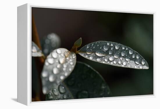 Rain Water Drops Sitting on the Grey Green Leaves of Eleagnus Angustifolia "Quicksilver"-Nigel Cattlin-Framed Premier Image Canvas