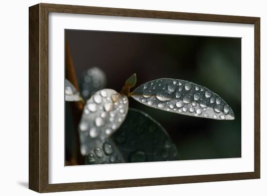 Rain Water Drops Sitting on the Grey Green Leaves of Eleagnus Angustifolia "Quicksilver"-Nigel Cattlin-Framed Photographic Print