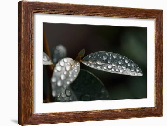 Rain Water Drops Sitting on the Grey Green Leaves of Eleagnus Angustifolia "Quicksilver"-Nigel Cattlin-Framed Photographic Print