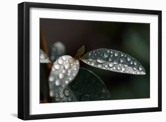 Rain Water Drops Sitting on the Grey Green Leaves of Eleagnus Angustifolia "Quicksilver"-Nigel Cattlin-Framed Photographic Print