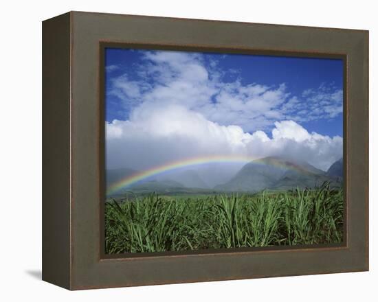 Rainbow Above Sugar Cane Field on Maui-James Randklev-Framed Premier Image Canvas