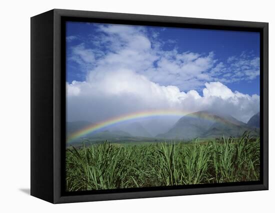 Rainbow Above Sugar Cane Field on Maui-James Randklev-Framed Premier Image Canvas