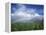 Rainbow Above Sugar Cane Field on Maui-James Randklev-Framed Premier Image Canvas