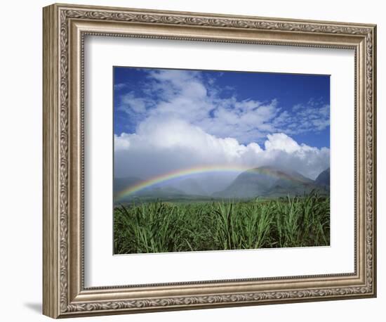 Rainbow Above Sugar Cane Field on Maui-James Randklev-Framed Photographic Print