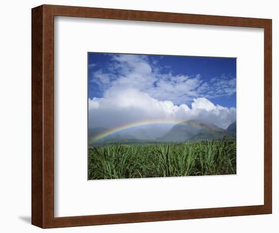 Rainbow Above Sugar Cane Field on Maui-James Randklev-Framed Photographic Print
