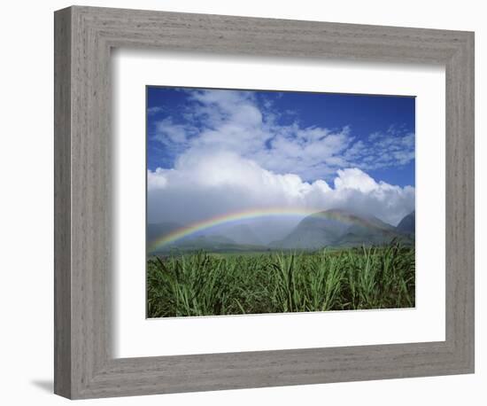 Rainbow Above Sugar Cane Field on Maui-James Randklev-Framed Photographic Print