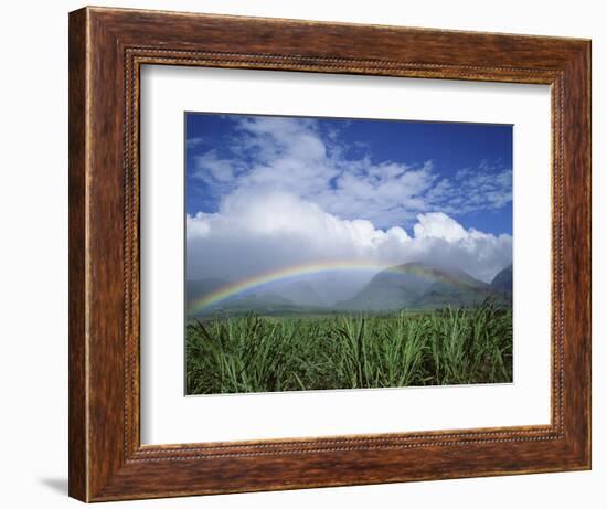 Rainbow Above Sugar Cane Field on Maui-James Randklev-Framed Photographic Print