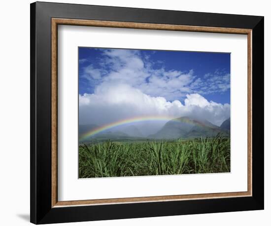 Rainbow Above Sugar Cane Field on Maui-James Randklev-Framed Photographic Print