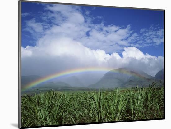 Rainbow Above Sugar Cane Field on Maui-James Randklev-Mounted Photographic Print