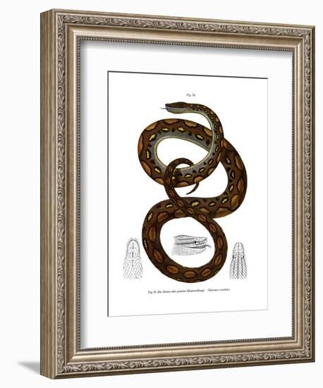 Rainbow Boa-null-Framed Giclee Print