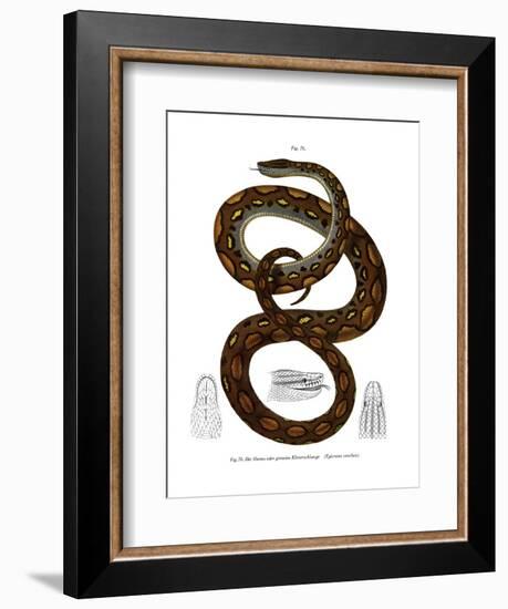 Rainbow Boa-null-Framed Giclee Print