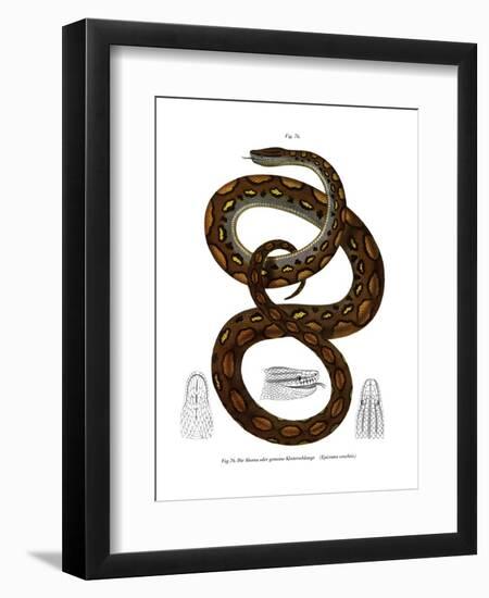 Rainbow Boa-null-Framed Giclee Print