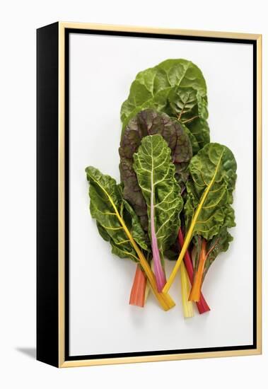 Rainbow Chard-Herbert Lehmann-Framed Premier Image Canvas