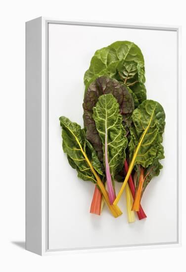 Rainbow Chard-Herbert Lehmann-Framed Premier Image Canvas