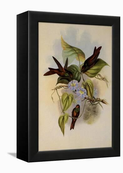 Rainbow, Diphogena Iris-John Gould-Framed Premier Image Canvas