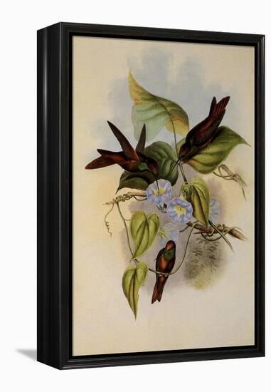 Rainbow, Diphogena Iris-John Gould-Framed Premier Image Canvas