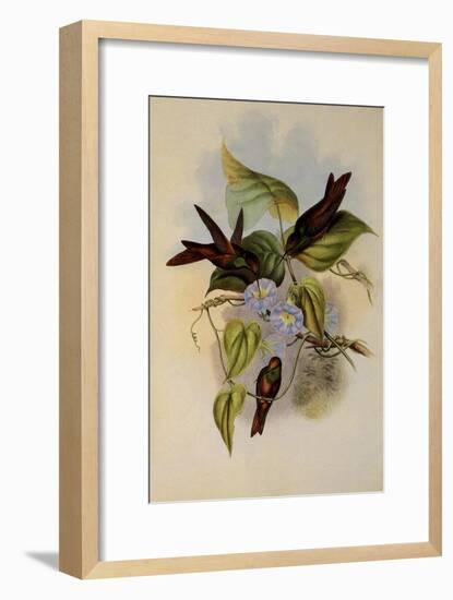 Rainbow, Diphogena Iris-John Gould-Framed Giclee Print
