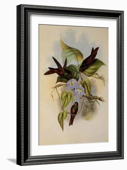 Rainbow, Diphogena Iris-John Gould-Framed Giclee Print