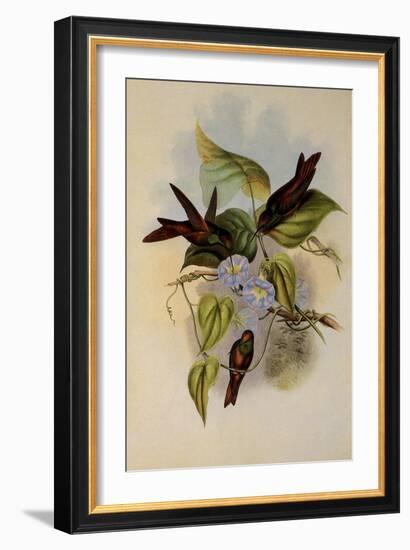 Rainbow, Diphogena Iris-John Gould-Framed Giclee Print