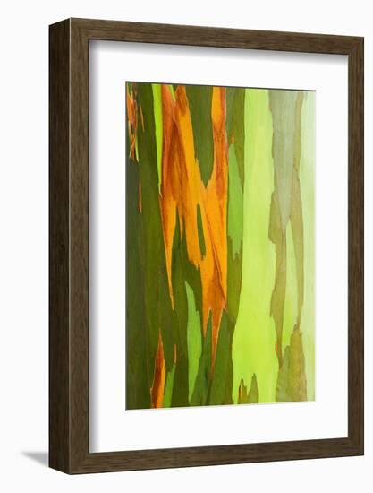 Rainbow Eucalyptus Bark, Island of Kauai, Hawaii, Usa-Russ Bishop-Framed Photographic Print