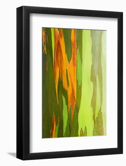 Rainbow Eucalyptus Bark, Island of Kauai, Hawaii, Usa-Russ Bishop-Framed Photographic Print