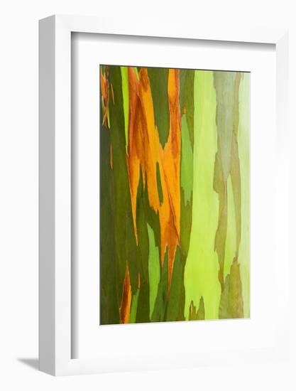 Rainbow Eucalyptus Bark, Island of Kauai, Hawaii, Usa-Russ Bishop-Framed Photographic Print