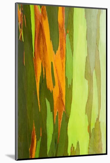 Rainbow Eucalyptus Bark, Island of Kauai, Hawaii, Usa-Russ Bishop-Mounted Photographic Print