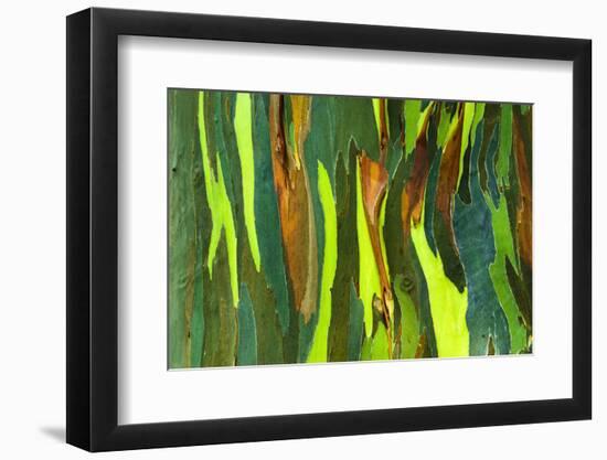 Rainbow Eucalyptus bark, Mindanao Gum, Island of Kauai, Hawaii, USA-Russ Bishop-Framed Photographic Print