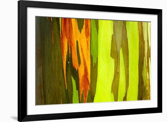 Rainbow Eucalyptus bark, Mindanao Gum, Island of Kauai, Hawaii, USA-Russ Bishop-Framed Premium Photographic Print