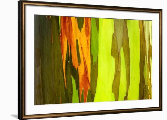 Rainbow Eucalyptus bark, Mindanao Gum, Island of Kauai, Hawaii, USA-Russ Bishop-Framed Premium Photographic Print