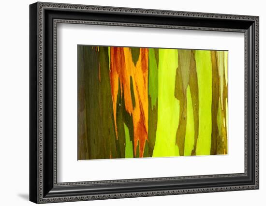 Rainbow Eucalyptus bark, Mindanao Gum, Island of Kauai, Hawaii, USA-Russ Bishop-Framed Photographic Print