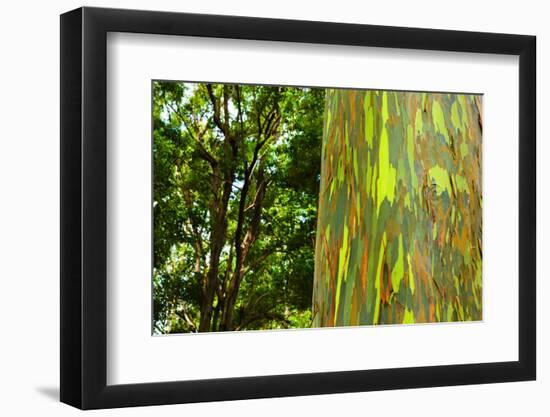 Rainbow Eucalyptus bark, Mindanao Gum, Island of Kauai, Hawaii, USA-Russ Bishop-Framed Photographic Print