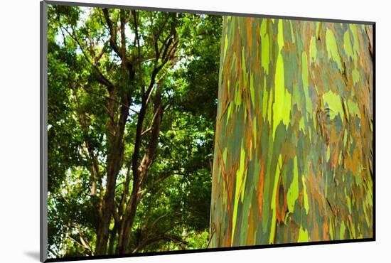 Rainbow Eucalyptus bark, Mindanao Gum, Island of Kauai, Hawaii, USA-Russ Bishop-Mounted Photographic Print