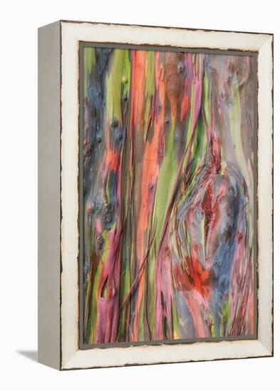 Rainbow Eucalyptus Detail, Hawaii-Vincent James-Framed Premier Image Canvas