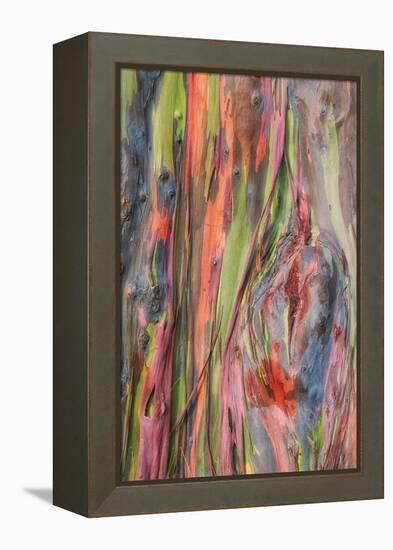 Rainbow Eucalyptus Detail, Hawaii-Vincent James-Framed Premier Image Canvas