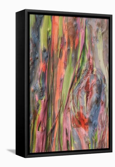 Rainbow Eucalyptus Detail, Hawaii-Vincent James-Framed Premier Image Canvas