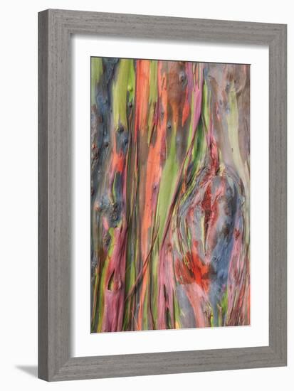 Rainbow Eucalyptus Detail, Hawaii-Vincent James-Framed Photographic Print