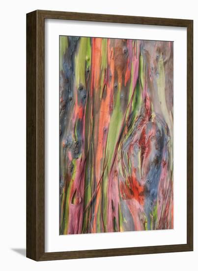 Rainbow Eucalyptus Detail, Hawaii-Vincent James-Framed Photographic Print