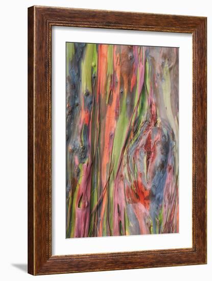 Rainbow Eucalyptus Detail, Hawaii-Vincent James-Framed Photographic Print