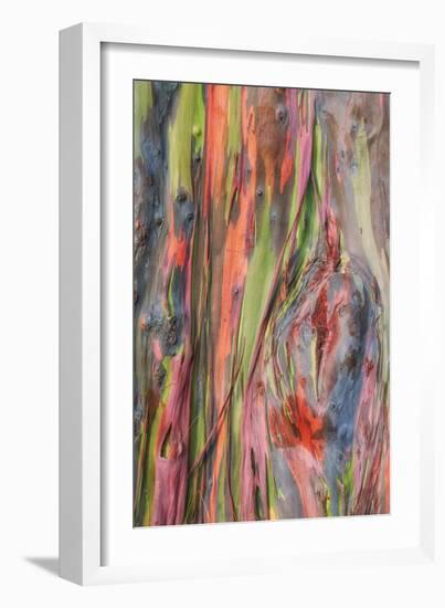 Rainbow Eucalyptus Detail, Hawaii-Vincent James-Framed Photographic Print