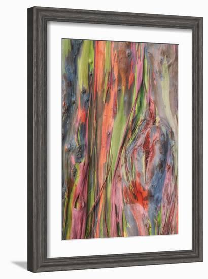 Rainbow Eucalyptus Detail, Kauai-Vincent James-Framed Photographic Print