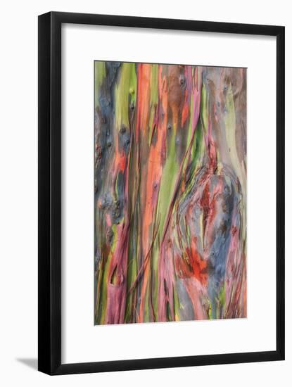 Rainbow Eucalyptus Detail, Kauai-Vincent James-Framed Photographic Print