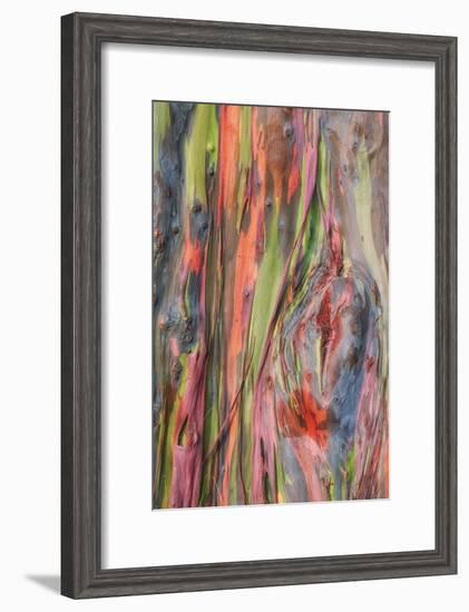 Rainbow Eucalyptus Detail, Kauai-Vincent James-Framed Photographic Print