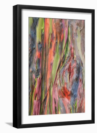 Rainbow Eucalyptus Detail, Kauai-Vincent James-Framed Photographic Print