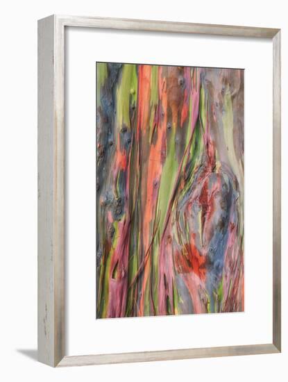 Rainbow Eucalyptus Detail, Kauai-Vincent James-Framed Photographic Print